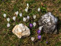 Krokusblüten und Steine auf der Wiese